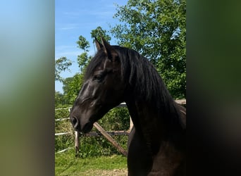 PRE, Castrone, 9 Anni, 167 cm, Morello