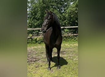 PRE, Castrone, 9 Anni, 167 cm, Morello