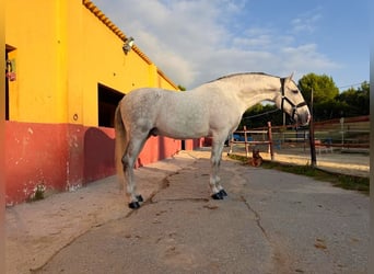 PRE Mix, Castrone, 9 Anni, 170 cm, Grigio