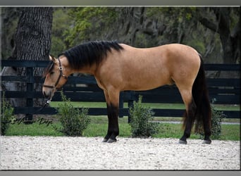 PRE Mix, Castrone, 9 Anni, Pelle di daino