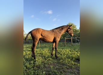 PRE Mestizo, Desconocido, 1 año, 150 cm, Castaño