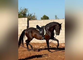 PRE, Desconocido, 4 años, 168 cm, Morcillo