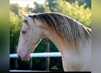 PRE, Stallion, Embryo, 16.1 hh, Perlino