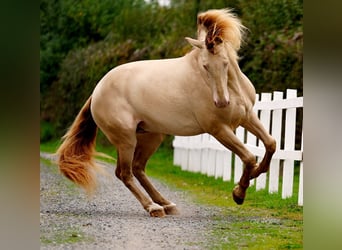 PRE, Stallion, Embryo, 16.1 hh, Perlino