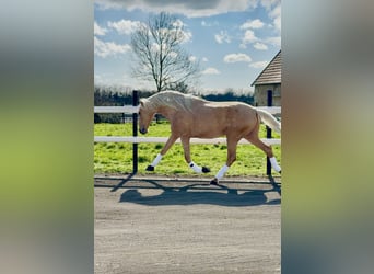 PRE, Stallion, Embryo, 17.1 hh, Palomino