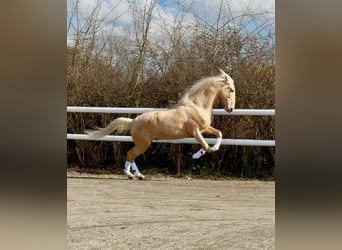 PRE, Stallion, Embryo, 17,1 hh, Palomino