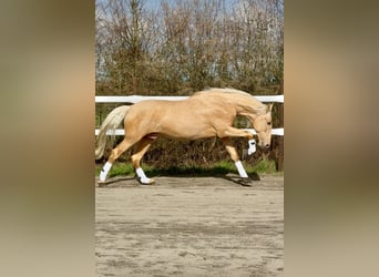 PRE, Hengst, Embryo, 177 cm, Palomino