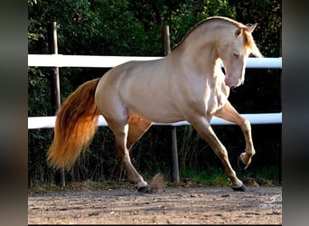 PRE, Étalon, Embryon, 167 cm, Perlino