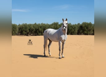 PRE Croisé, Étalon, 10 Ans, 158 cm, Gris