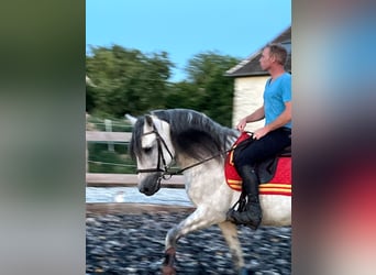 PRE Croisé, Étalon, 10 Ans, 160 cm, Gris