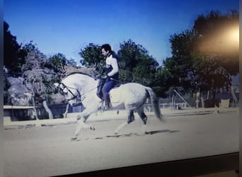 PRE Croisé, Étalon, 10 Ans, 160 cm, Gris