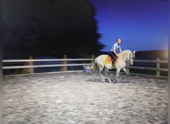 PRE Croisé, Étalon, 10 Ans, 160 cm, Gris