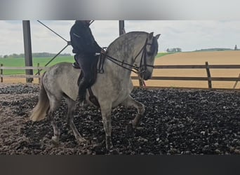 PRE, Étalon, 10 Ans, 160 cm, Gris