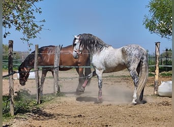PRE, Étalon, 10 Ans, 160 cm, Gris