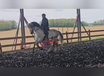 PRE, Étalon, 10 Ans, 160 cm, Gris