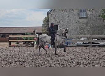 PRE, Étalon, 10 Ans, 160 cm, Gris
