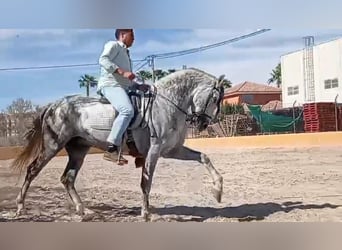 PRE, Étalon, 10 Ans, 160 cm, Gris