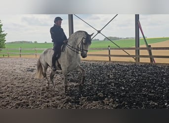 PRE, Étalon, 10 Ans, 160 cm, Gris