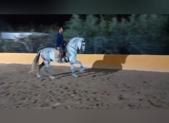 PRE, Étalon, 10 Ans, 160 cm, Gris