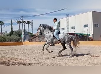 PRE, Étalon, 10 Ans, 160 cm, Gris