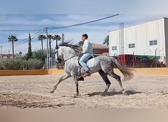 PRE, Étalon, 10 Ans, 160 cm, Gris