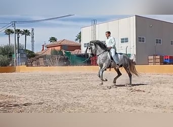 PRE, Étalon, 10 Ans, 160 cm, Gris