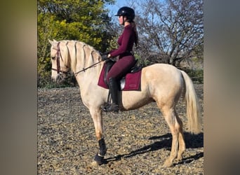 PRE Croisé, Étalon, 10 Ans, 161 cm, Overo-toutes couleurs