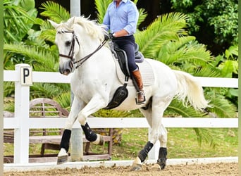 PRE Croisé, Étalon, 10 Ans, 162 cm, Gris