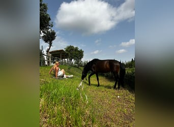 PRE Croisé, Étalon, 10 Ans, 165 cm, Bai brun foncé