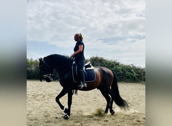 PRE Croisé, Étalon, 10 Ans, 165 cm, Bai brun foncé