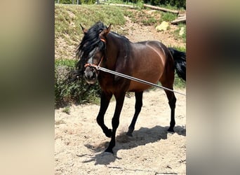 PRE Croisé, Étalon, 10 Ans, 165 cm, Bai brun foncé