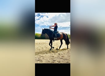 PRE Croisé, Étalon, 10 Ans, 165 cm, Bai brun foncé