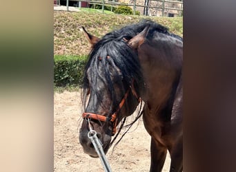 PRE Croisé, Étalon, 10 Ans, 165 cm, Bai brun foncé