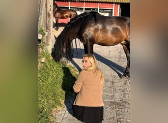 PRE Croisé, Étalon, 10 Ans, 165 cm, Bai brun foncé