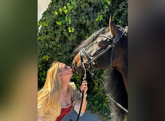 PRE Croisé, Étalon, 10 Ans, 165 cm, Bai brun foncé