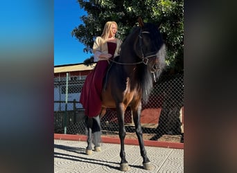 PRE Croisé, Étalon, 10 Ans, 165 cm, Bai brun foncé