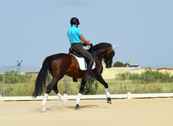 PRE, Étalon, 10 Ans, 165 cm, Bai cerise