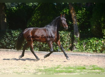 PRE Croisé, Étalon, 10 Ans, 165 cm, Bai