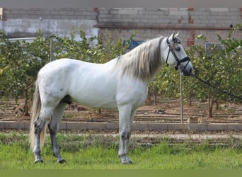 PRE, Étalon, 10 Ans, 165 cm, Gris