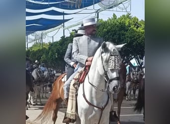 PRE Croisé, Étalon, 10 Ans, 167 cm, Gris pommelé