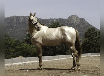 PRE Croisé, Étalon, 10 Ans, 167 cm, Perlino