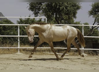 PRE Croisé, Étalon, 10 Ans, 167 cm, Perlino