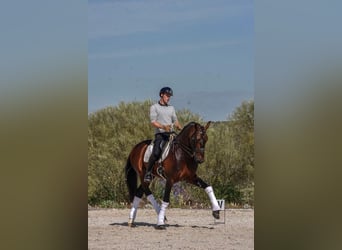 PRE, Étalon, 10 Ans, 168 cm, Bai