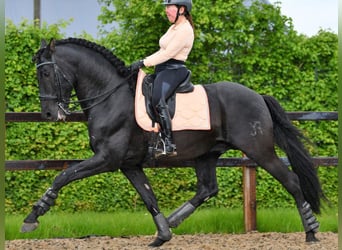 PRE Croisé, Étalon, 10 Ans, 168 cm, Noir