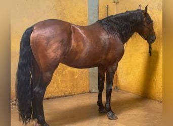 PRE Croisé, Étalon, 10 Ans, 170 cm, Bai cerise