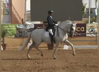 PRE Croisé, Étalon, 10 Ans, 170 cm, Blanc