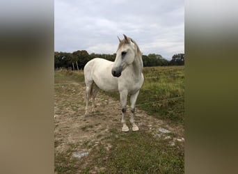 PRE Croisé, Étalon, 10 Ans, 170 cm, Gris