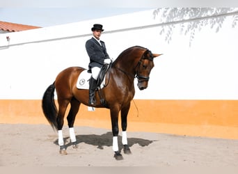 PRE, Étalon, 10 Ans, 174 cm, Bai brun