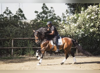 PRE Croisé, Étalon, 10 Ans, Bai