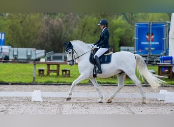 PRE Croisé, Étalon, 10 Ans